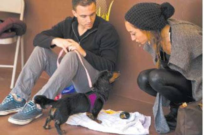 A New School for Dogs