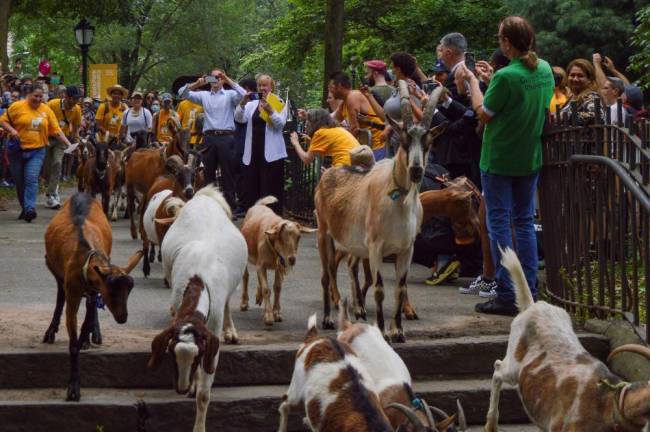 The “Running of the Goats.” Photo: Abigail Gruskin