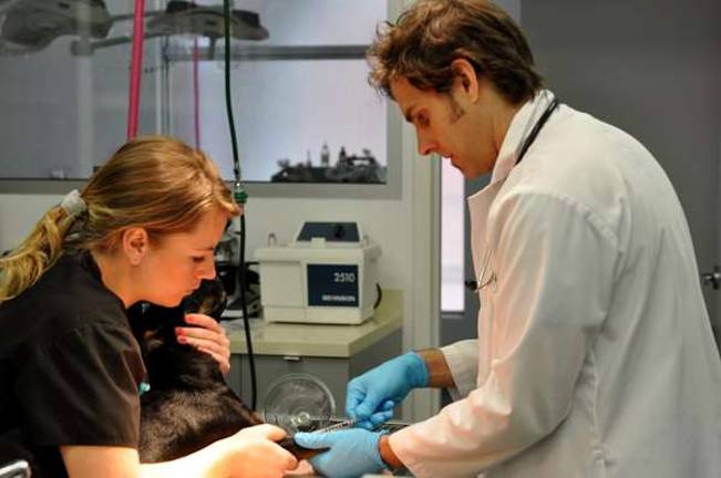 In Tribeca, Worth Street Veterinary Center focuses on holistic care for pets