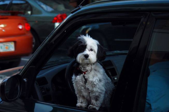 Traveling with your pet Pets