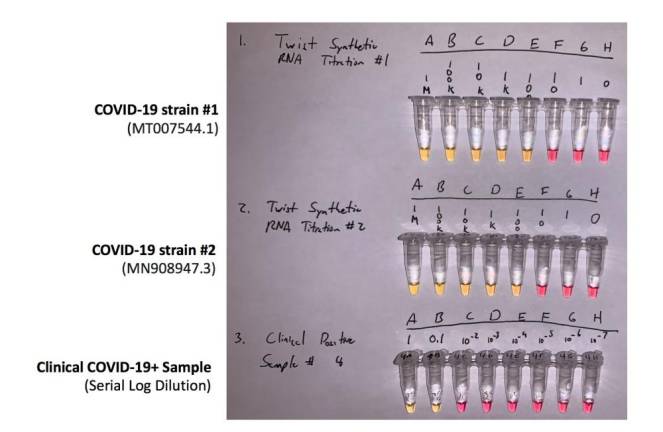 Graphic showing testing of different strains of the virus and how many copies of the virus were detected after 30 minutes. Positive samples turn red.