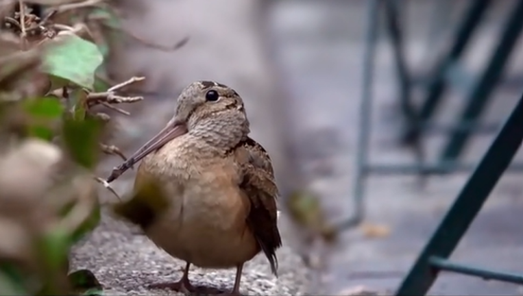 Many tiktok users are posting videos of the dancing wookcock set to music. This one is set to the tune of “The Safety Dance” by Men with Hats. It opens with the classic line: <a rel=nofollow href=https://www.tiktok.com/@mollybangles/video/7622375900826422558>“we can dance if we want to.”</a>