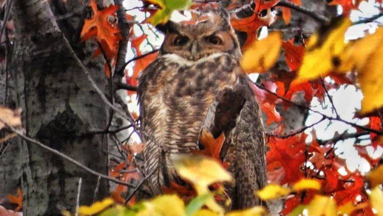 The Great Horned Owl in Central Park is an attraction. Photo: Manhattan Bird Alert on Twitter
