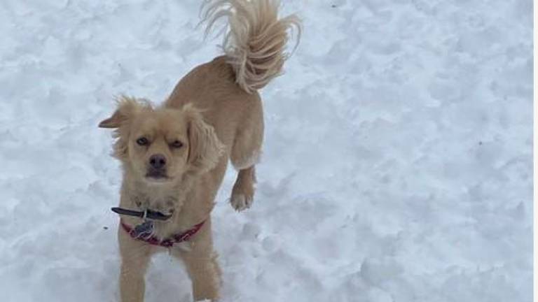 Even if lower grades of school kids were still expected to do remote learning, it was a pure snow day for this happy pooch in Carl Surz Park on the upper East side.