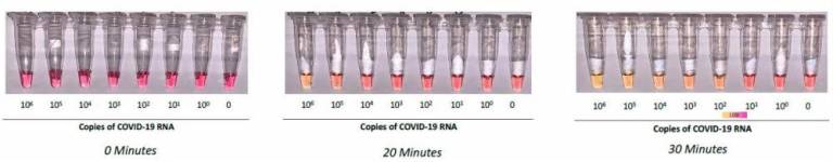 Graphic illustrates how many copies of the virus the test can identity after 0, 20, and 30 minutes.