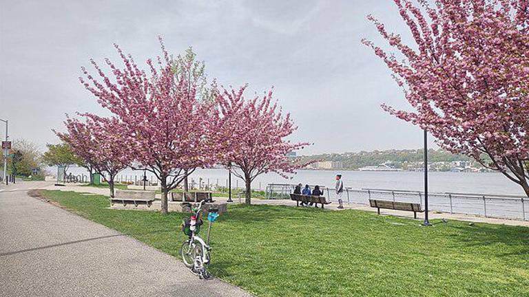 Cherry blossoms, such as those just north of Cherry Walk, won’t be visible again until next season, due to unseasonably blustery weather this year. But most residents were happy just to have Cherry Walk reopened after it was closed for eight months.