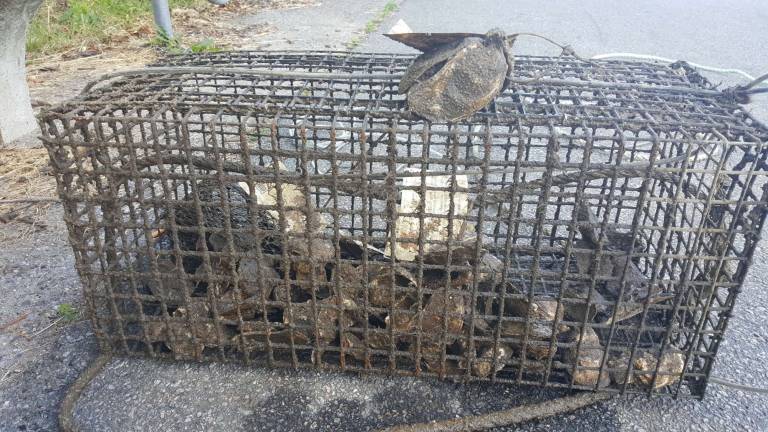 An oyster cage ready for inspection. Photo: Layla Shaffer