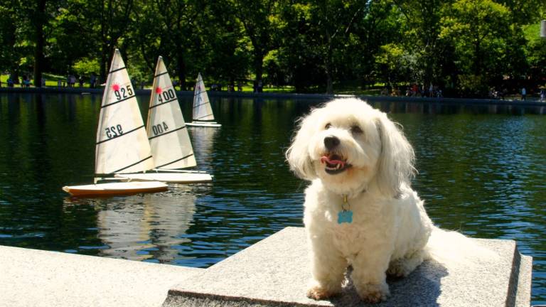 Wally appears at ease as model sailboats drift by at the Conservatory Water. Courtesy of the the Central Park Conservancy