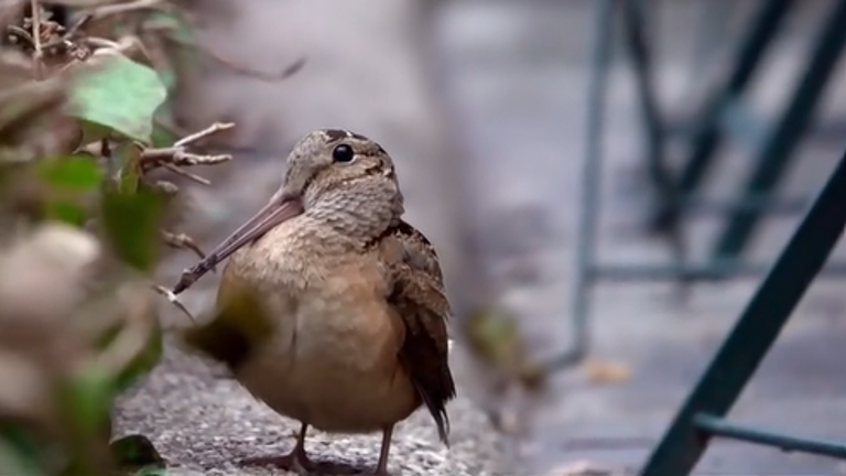 Many tiktok users are posting videos of the dancing wookcock set to music. This one is set to the tune of “The Safety Dance” by Men with Hats. It opens with the classic line: <a rel=nofollow href=https://www.tiktok.com/@mollybangles/video/7622375900826422558>“we can dance if we want to.”</a>