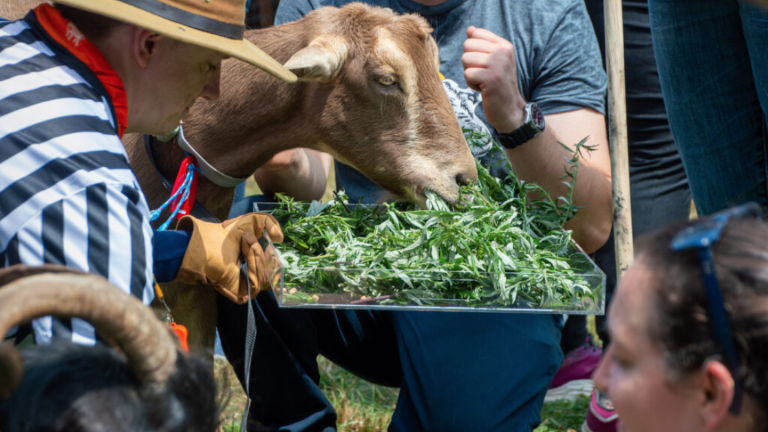 The “Great Goat Graze-Off” is the only professional eating competition between goats, who help to clear terrains of invasive plants such as poison ivy, mugwort, and porcelain berry.