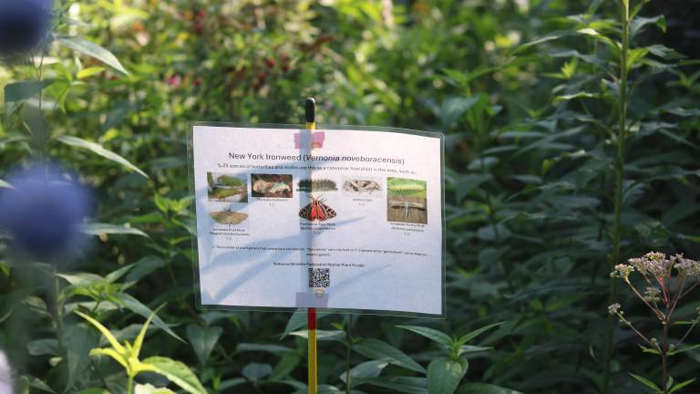 Two years ago, the Battery City Park Authority began tracking the moths visiting its South Cove garden to implement plants to support populations.