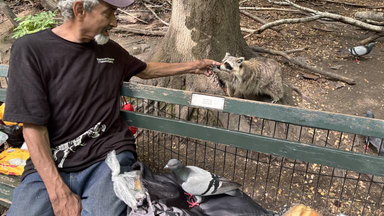 Israel Ortiz offers a croissant to a raccoon in Central Park, part of a daily ritual he has maintained for nearly two decades.