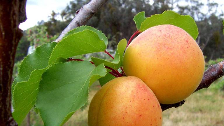 Behold the apricot.