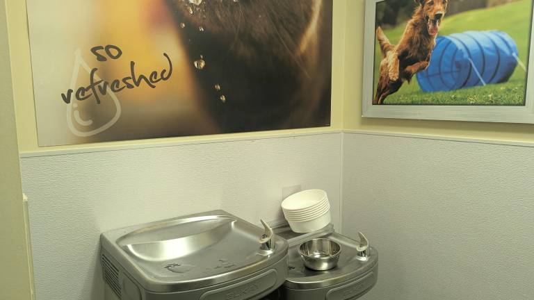 Petco water fountain with bowls for animals.