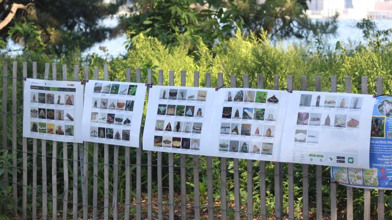 Local moths are displayed along the South Cove garden’s fence for National Moth Week celebrations.